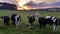 Dairy cattle cow farming sunset / sunrise