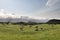 Dairy cattle farming on the countryside Planalto da Achada of Ilha do Pico Island, Azores