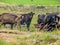 Dairy cattle feeding on a farm in New Zealand