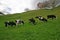 Dairy cattle grazing on hilly grassland in countryside farm estate. Black white milk cows eating on pasture in backcountry ranch