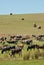 Dairy cattle with hay bales