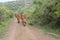 Dairy Cattle roaming around On Road. Cute Indian Gir cow with Black Goat, Lamb:sheep herd walking on country road