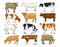 Dairy cattle set