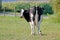 Dairy Cow Activity Tracker Bracelet
