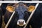 Dairy cow in a barn looking into the camera