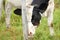 Dairy Cow Behavior in Pasture