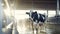 Dairy cow is being milked in cow milking facility