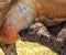 Dairy Cow Calf Drinking