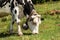 Dairy cow with cowbell grazing in Italian Alps