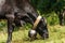 Dairy cow with cowbell grazing in Italian Alps