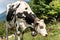 Dairy cow with cowbell in a mountain pasture - Italian Alps