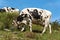 Dairy cow with cowbell in a mountain pasture - Italian Alps