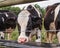 Dairy Cow drinking behind a fence with barb wire in Warwick, NY