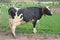 Dairy cow with full udder on a pasture in Schleswig-Holstein, Germany