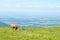 Dairy Cow Grazes in a High Alpine Meadow