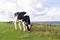 Dairy cow grazing in front of the ocean
