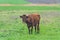 Dairy cow grazing in a meadow