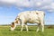 Dairy cow grazing, red and white spotted coat, full length side view, round pink udder and blue sky, green field