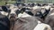 Dairy cow with head above the herd look at camera at a dairy farm