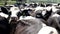 Dairy cow with head above the herd look at camera at a dairy farm