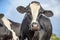 Dairy cow head, front view and ear livestock tags, looking curious and a blue sky