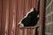 Dairy Cow Head Sticking out of Barn