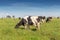 Dairy cow of the Holstein breed Friesian, grazing on green field