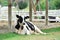 Dairy cow is laying down in the farm
