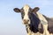 Dairy cow, milker cattle black and white, head shot of Holstein livestock, and a blue sky