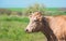 Dairy cow in pasture