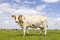 Dairy cow standing on green grass in a pasture and a blue sky, side view full length red brown full udder