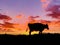 Dairy cow sunrise silhouette