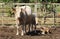 Dairy Cow with Two Calves, Farm Animals, Agriculture