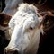 Dairy cow waiting in the milking queue