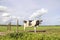 Dairy cow walking on a path passing a gate, black and white looking at camera, side view in a field under a blue sky