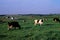 Dairy Cows   23381