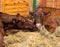 Dairy cows in a barn eating hay