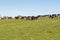 Dairy Cows in black white brown grazing grass on green farmland