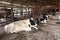 Dairy cows in a cowshed for industrial agriculture