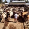 Dairy cows crowded together in the yards