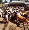 Dairy cows crowded together in the yards