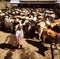 Dairy cows crowded together in the yards