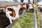 The dairy cows eat silage in a farm.