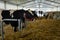 Dairy cows in a farm, agriculture, cattle farming and housing, livestock