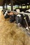 Dairy cows feeding on a farm