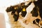 Dairy cows in a feedlot called â€œcompost barnâ€. The system aims to improve the comfort and well-being of the animals and to