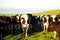 Dairy cows gather in a gang on a farm