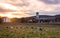 Dairy cows graze on a farm at sunset on a fall evening