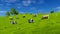 Dairy cows graze on green meadow 4K