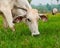 Dairy cows grazing in the pasture